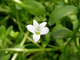   Bacopa monnieri  flower; photo: S.L. Winterton 