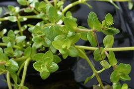   Bacopa salzmannii ; photo: S.L. Winterton 