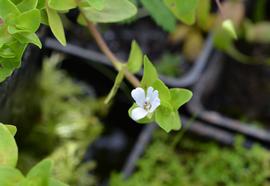   Bacopa serpyllifolia  flower; photo: S.L. Winterton 