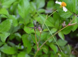  Bidens alba  fruit; photo: S.L. Winterton