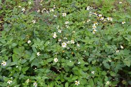   Bidens alba ; photo: S.L. Winterton 