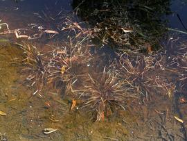   Blyxa aubertii , submersed; photo: S.L. Winterton 