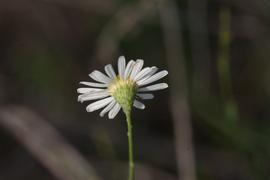   Boltonia diffusa  flower head; photo copy; John Gawaltney 