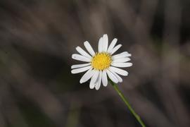   Boltonia diffusa  flower head; photo copy; John Gawaltney 