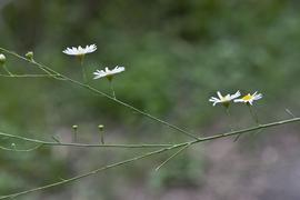   Boltonia diffusa  flower heads; photo copy; Layla Dishman 