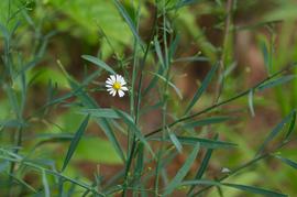   Boltonia diffusa ; photo copy; Eric Hunt 