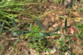   Boltonia diffusa  leaves; photo copy; Eric Hunt 