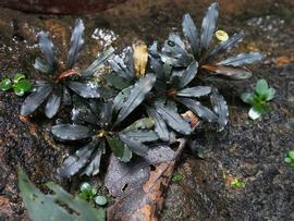   Bucephalandra diabolica ; photo copy; Peter C. Boyce 