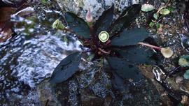   Bucephalandra  sp. spathe and spadix from above; photo copy; Peter C. Boyce 