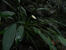   Bucephalandra  sp.; photo copy; Peter C. Boyce 