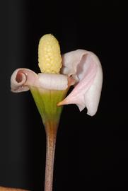   Bucephalandra  sp. spadix; photo copy; Peter C. Boyce 