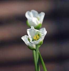   Butomopsis latifolia  flower; photo: S.L. Winterton 