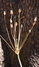   Butomopsis latifolia  inflorescence; photo: S.L. Winterton 