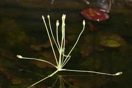   Butomopsis latifolia  inflorescence; photo: S.L. Winterton 