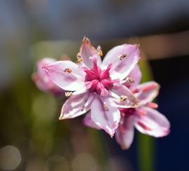   Butomus umbellatus  flower; photo: S.L. Winterton 