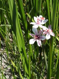   Butomus umbellatus;  photo copy; John Wright, Wildflowers of Ontario 