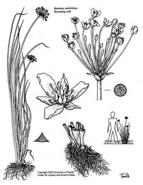   Butomus umbellatus;  drawing copy; University of Florida/IFAS Center for Aquatic and Invasive Plants, used with permission 