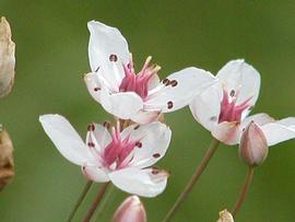   Butomus umbellatus  flowers; photo copy; Werner Wallner and Victoria Adventure 