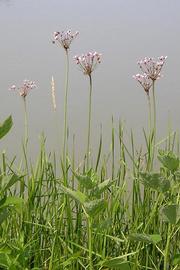   Butomus umbellatus  at stream-side, emersed (note: broad leaves in foreground belong to another plant); photo copy; John M. Randall, The Nature Conservancy 