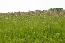   Butomus umbellatus , dense stand, emersed; photo copy; John M. Randall, The Nature Conservancy 