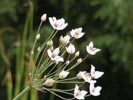   Butomus umbellatus  inflorescence; photo copy; Werner Wallner and Victoria Adventure 