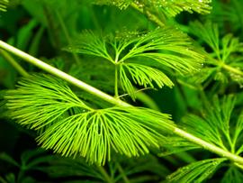   Cabomba aquatica  leaves, submersed; photo: S.L. Winterton 