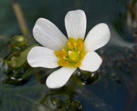   Cabomba caroliniana  flower; photo: S.L. Winterton 