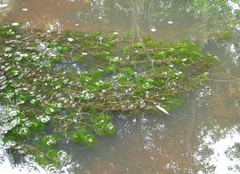   Cabomba caroliniana , submersed; photo: S.L. Winterton 