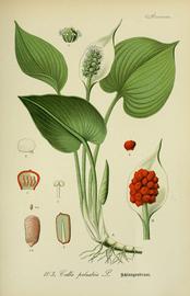  Calla palustris ; illustration copy; Biodiversity Heritage Library