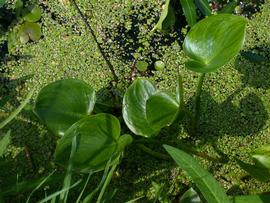   Calla palustris  leaves, emersed; photo copy; Bastiaan Brak 