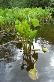   Calla palustris , emersed; photo copy; Florian Grossir 