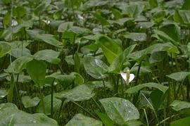   Calla palustris , emersed; photo copy; Urmas Ojango 