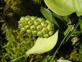  Calla palustris  immature fruit; photo copy; Per Verdonk