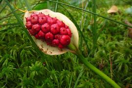  Calla palustris  mature fruit; photo copy; Marko Vainu