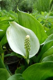  Calla palustris  spadix and spathe; photo copy; Florian Grossir