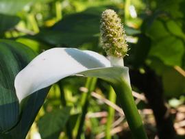  Calla palustris  spadix and spathe; photo copy; Hajotthu