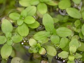   Callitriche  sp. leaves; photo: S.L. Winterton 