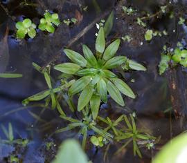   Callitriche  sp., submersed, floating, and emersed; photo: S.L. Winterton 