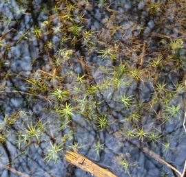   Callitriche  sp., submersed; photo: S.L. Winterton 