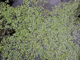   Callitriche stagnalis , floating and emersed; photo: S.L. Winterton 