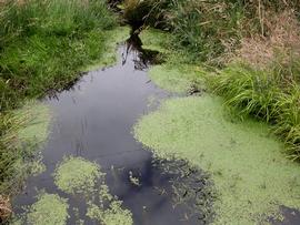   Callitriche stagnalis , floating and emersed; photo: S.L. Winterton 