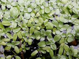   Callitriche stagnalis  leaves, emersed; photo: S.L. Winterton 