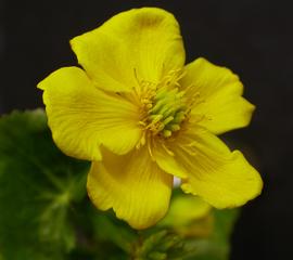   Caltha palustris  flower; photo: S.L. Winterton 