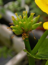  Caltha palustris  fruit; photo: S.L. Winterton