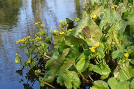   Caltha palustris , emersed; photo: S.L. Winterton 