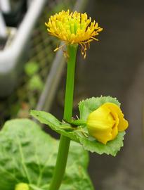   Caltha palustris  inflorescence; photo: S.L. Winterton 