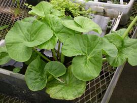   Caltha palustris  leaves, emersed; photo: S.L. Winterton 