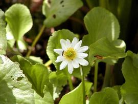   Caltha leptosepala , emersed; photo copy; Werner Wallner and Victoria Adventure 