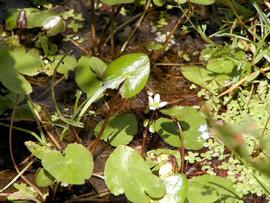   Caltha natans , emersed; photo copy; Werner Wallner and Victoria Adventure 