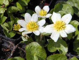   Caltha palustris  var.  alba ; photo copy; Werner Wallner and Victoria Adventure 